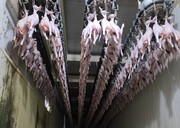 رییس سازمان صمت: تولید مرغ کرمان از سرانه مصرف فراتر رفت