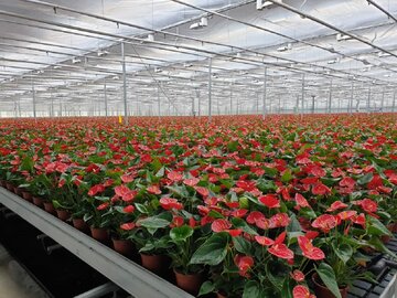 ۳۶۲ میلیون واحد انواع گل و گیاهان زینتی امسال در محلات تولید شد