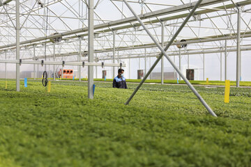 تولید بخش کشاورزی قم با استفاده از مسئولان فنی افزایش می‌یابد