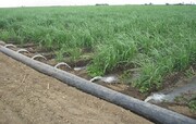 سامانه نوین آبیاری در ۳۵۰ هکتار اراضی کشاورزی شاهرود اجرا می‌شود