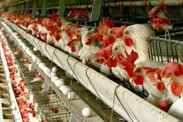 قیمت عرضه مرغ زنده در آذربایجان‌غربی کمتر از هزینه تمام شده‌است