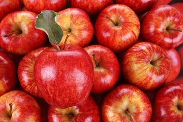 ۳۰ درصد سیب درختی کشور در آذربایجان‌غربی تولید می‌شود