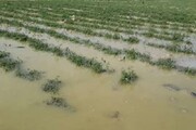 خسارت یک هزار میلیارد ریالی باران به کشاورزان لامرد+فیلم