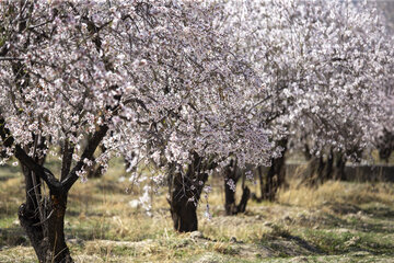 شکوفه های زمستانی در دریاچه مهارلو
