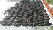 لاشه ۱۶۶ پرنده مهاجر در نزدیکی بازار فریدونکنار کشف شد