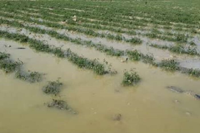 خسارت ۶۰میلیارد ریالی باران به مزارع گندم قیروکارزین