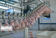 استاندار: ۱۲۰ تن مرغ در استان کرمانشاه توزیع می شود