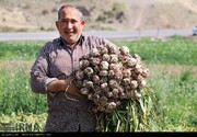 20 هزار تن «سیر» از مزارع شهرستان بهار برداشت می شود