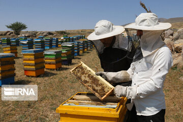 مدیرعامل اتحادیه زنبورداران استان اردبیل: در تامین نهاده زنبورداری مشکل جدی داریم
