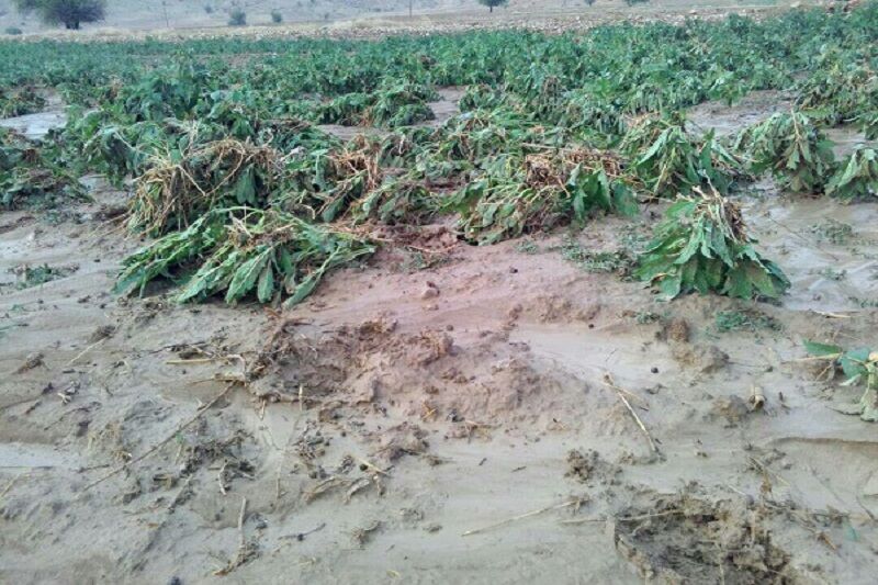 بارش‌های تابستانه ۷۵ میلیارد ریال به کشاورزی مانه و سملقان خسارت زد