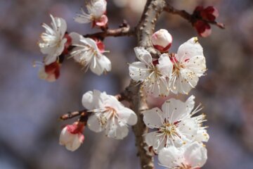 بهار و شکوفه های زردآلو با گردش زنبورهای عسل در بوکان
