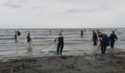 افزایش ۳۷ درصدی صید ماهیان استخوانی در سواحل گیلان