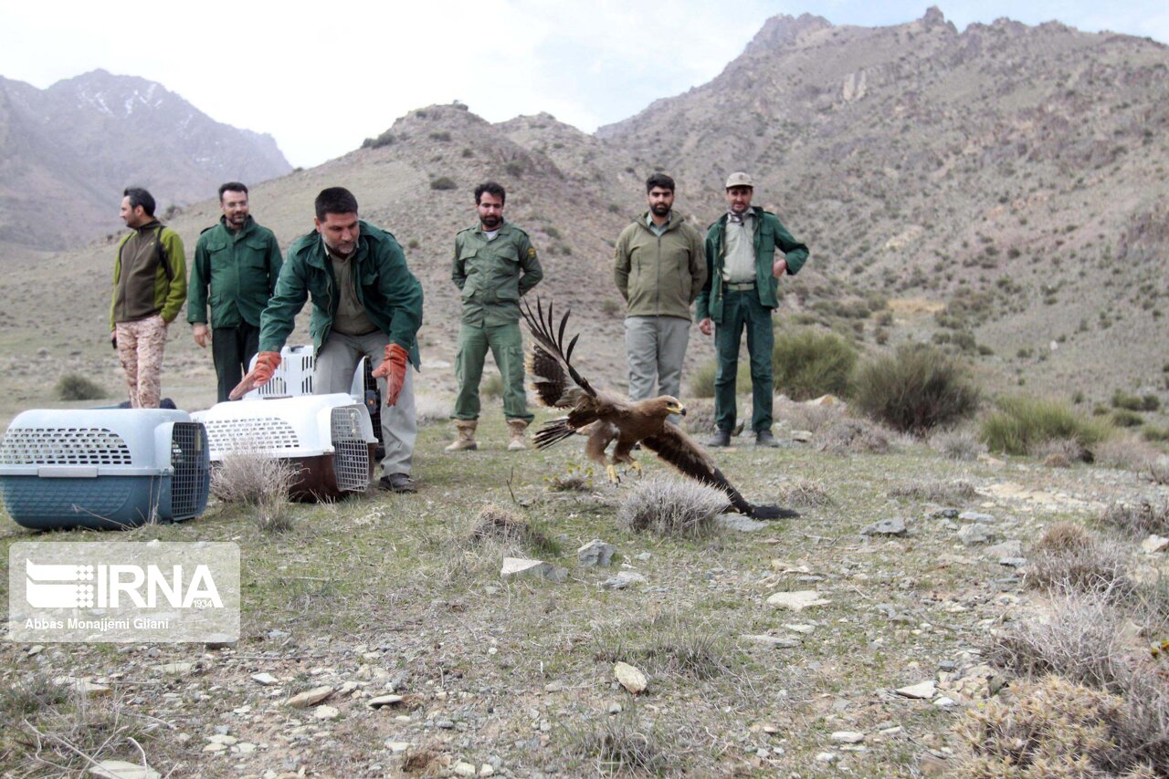 تعدادی از پرندگان شکاری در منطقه حفاظت‌شده پلنگ‌دره قم رهاسازی شدند