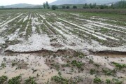 بارش تگرگ ۵۱ میلیارد ریال به بخش کشاورزی میامی خسارت وارد کرد