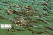 سبزوار قطب تولید ماهی در خراسان رضوی است