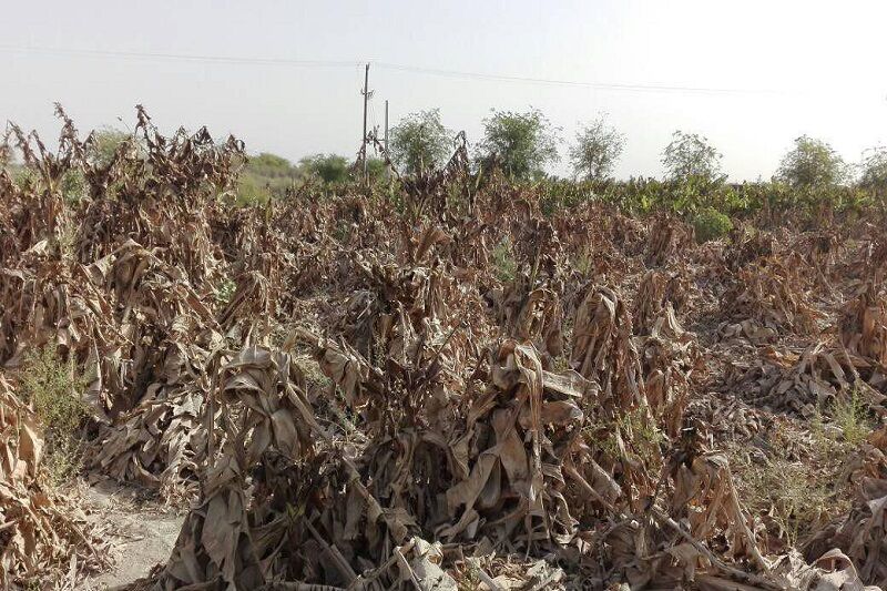 ۱۸۰ میلیارد ریال خسارت خشکسالی به کشاورزان مسجدسلیمان پرداخت شد