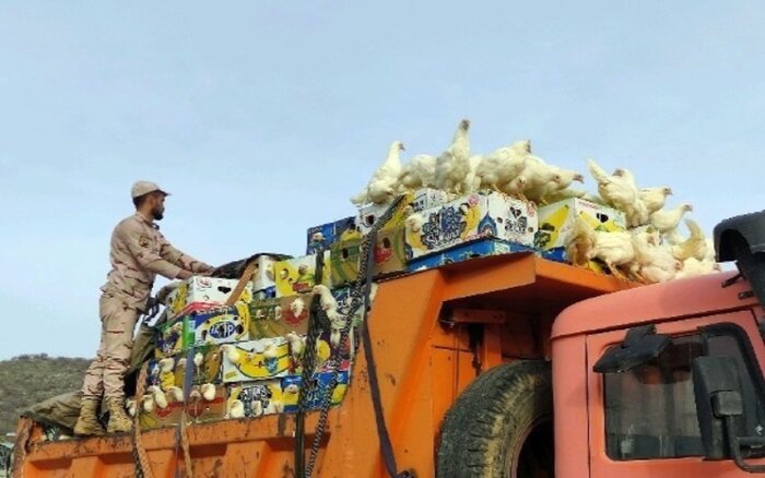 افزون بر هشت تن مرغ زنده در دشتک سیستان و بلوچستان کشف شد