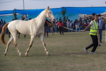 اسب‌های برنده هفته ۲۱ مسابقات اسبدوانی گنبدکاووس معرفی شدند